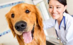 Curso de Auxiliar de Veterinário e Pet Shop