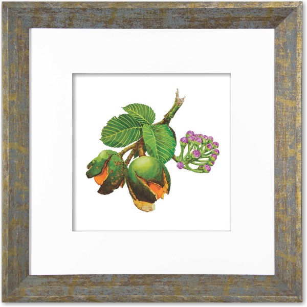 quadro-gravura-com-moldura-flor-fruta-cerrado-pequi-americana-campinas-rio-claro-decoracao