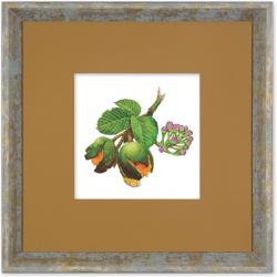 Quadro Gravura com Moldura Flor Fruta Cerrado Pequi Americana Campinas Rio Claro Decoração