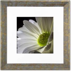 Quadro Gravura com Moldura Flor Margarida Branco Americana Campinas Rio Claro Decoração