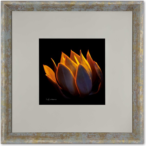 quadro-foto-com-moldura-suculenta-echeveria-cante-americana-campinas-rio-claro-decoracao