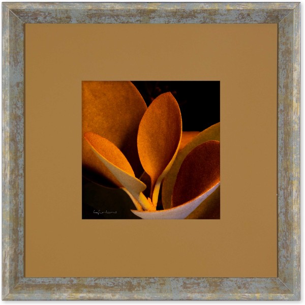 quadro-foto-com-moldura-planta-orgyalis-americana-campinas-rio-claro-decoracao