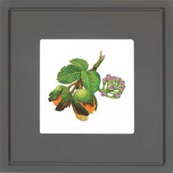 Quadro Gravura com Moldura Flor Fruta Cerrado Pequi Cinza Americana Campinas Rio Claro Decoração