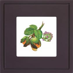 Quadro Gravura com Moldura Flor Fruta Cerrado Pequi Roxo Americana Campinas Rio Claro Decoração