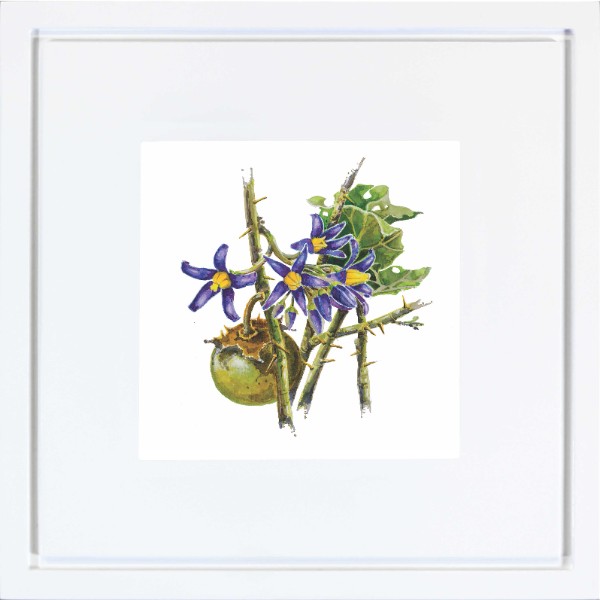 quadro-gravura-com-moldura-flor-fruta-cerrado-joa-branco-americana-campinas-rio-claro-decoracao