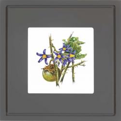 Quadro Gravura com Moldura Flor Fruta Cerrado Joa Cinza Escuro Americana Campinas Rio Claro Decoração