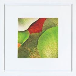 Quadro Foto com Moldura Branca Platycerium Americana Campinas Rio Claro Decoração