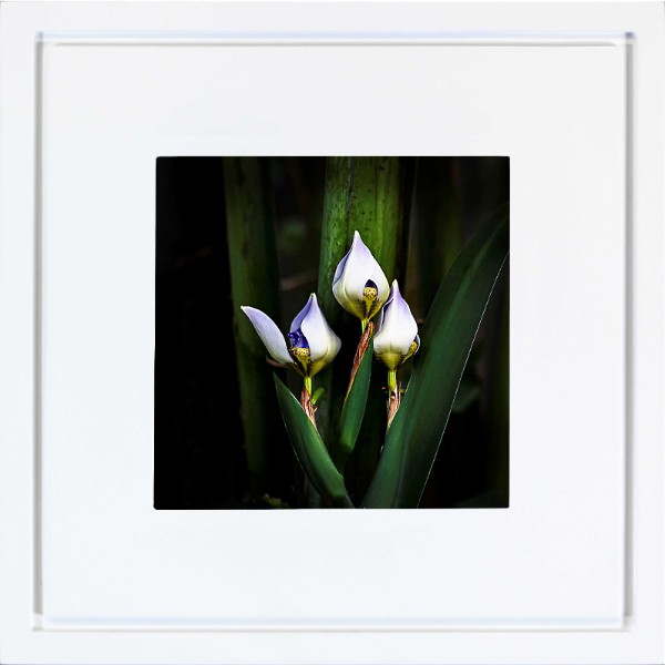 quadro-foto-com-moldura-branca-flor-iris-americana-campinas-rio-claro-decoracao