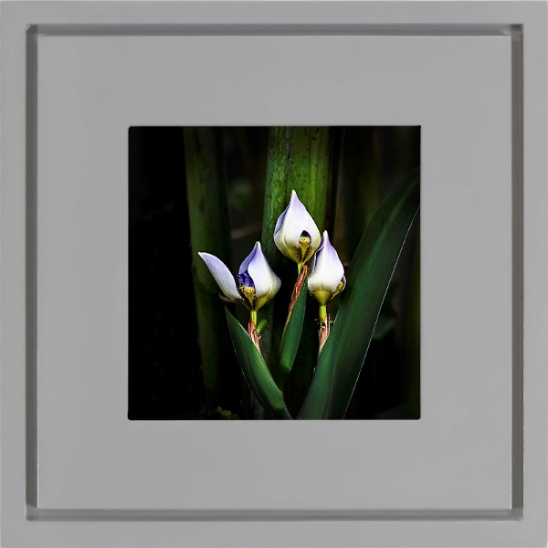 quadro-foto-com-moldura-cinza-flor-iris-americana-campinas-rio-claro-decoracao