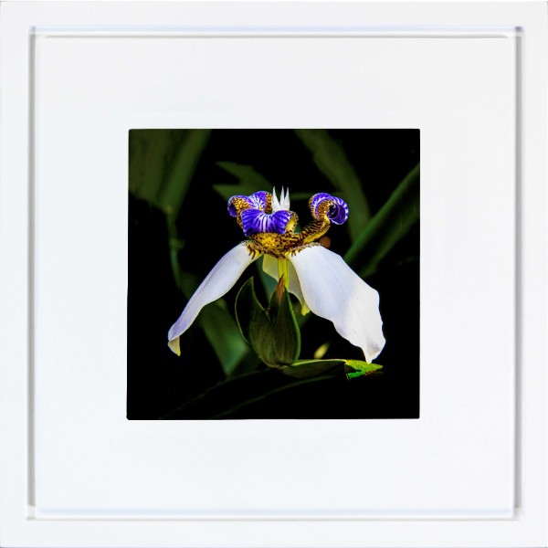 quadro-foto-com-moldura-branca-flor-iris-aberta-americana-campinas-rio-claro-decoracao