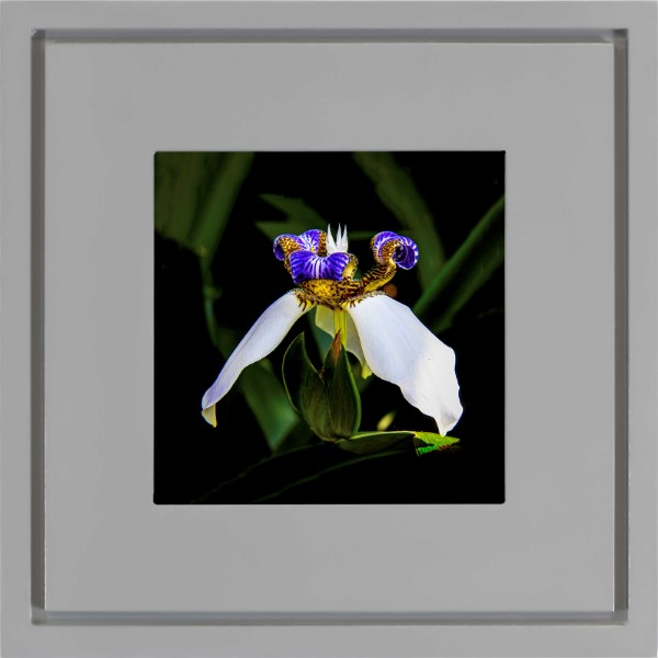 quadro-foto-com-moldura-cinza-flor-iris-aberta-americana-campinas-rio-claro-decoracao