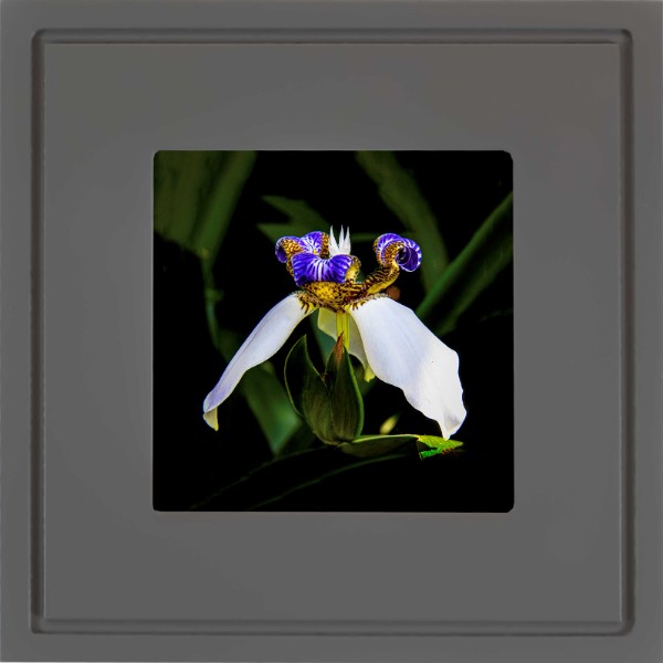 quadro-foto-com-moldura-cinza-escuro-flor-iris-aberta-americana-campinas-rio-claro-decoracao