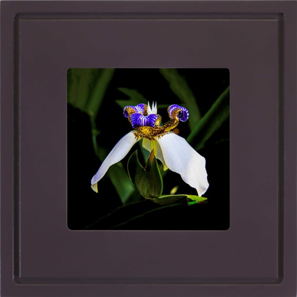 quadro-foto-com-moldura-roxo-flor-iris-aberta-americana-campinas-rio-claro-decoracao