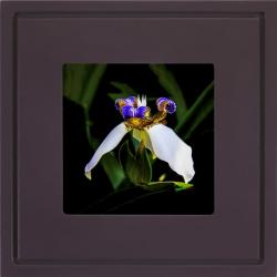 Quadro Foto com Moldura Roxo Flor Irís Aberta Americana Campinas Rio Claro Decoração