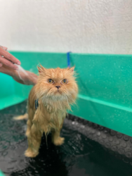 Animais - BANHO E TOSA DE GATO  - BANHO E TOSA DE GATO 